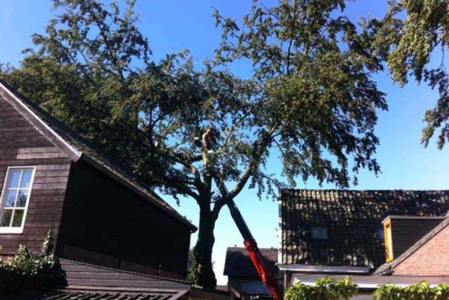 bomen rooien Helvoirt Cromvoirt Esch en Haaren